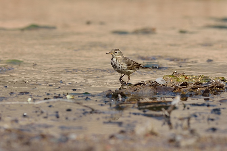 Pacifische Waterpieper